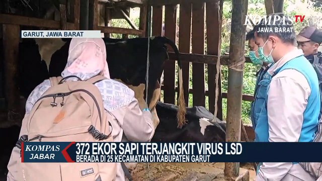 Virus LSD Menular Cepat Ke Sapi di 25 Kecamatan Garut