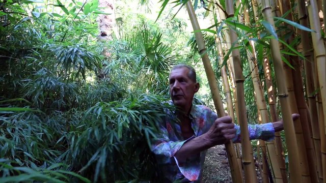 Green-fingered dad will be basking in the cool shade of his incredible back garden 'jungle' as the UK is set to sweat in blistering temperatures this week.