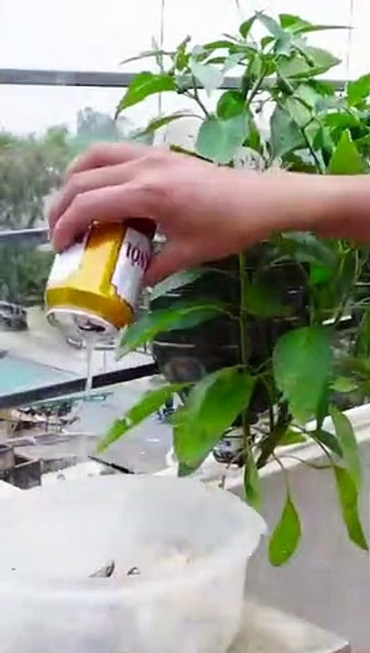 Tips for growing Chili in plastic bottles with many fruits and for year round harvest