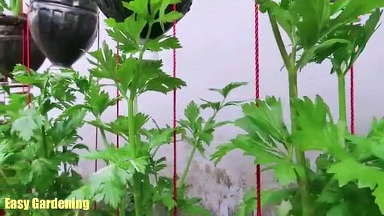 Unlocking the secret to growing celery in plastic bottles is easy, celery grows