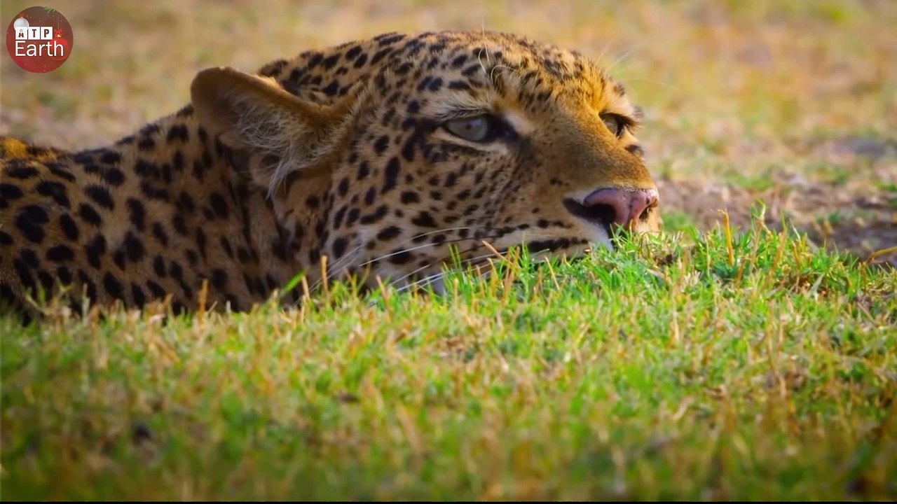 Mother Zebra Tries to Help Baby Attacked by Leopard