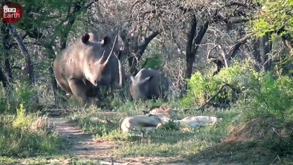 Male Lions Take Down Rhino