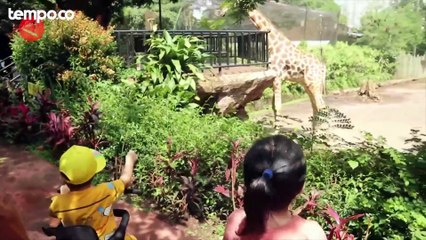 Menang Sidang Sengketa, Pemkot akan Kosongkan Aset Kebun Binatang Bandung