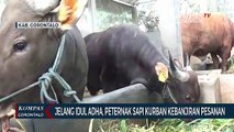 Jelang Idul Adha, Peternak Sapi Kurban Kebanjiran Pesanan