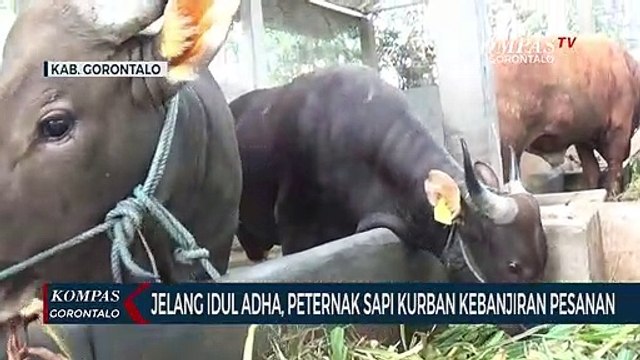 Jelang Idul Adha, Peternak Sapi Kurban Kebanjiran Pesanan