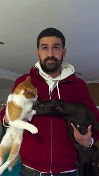 Dog Persists to Pester Cat