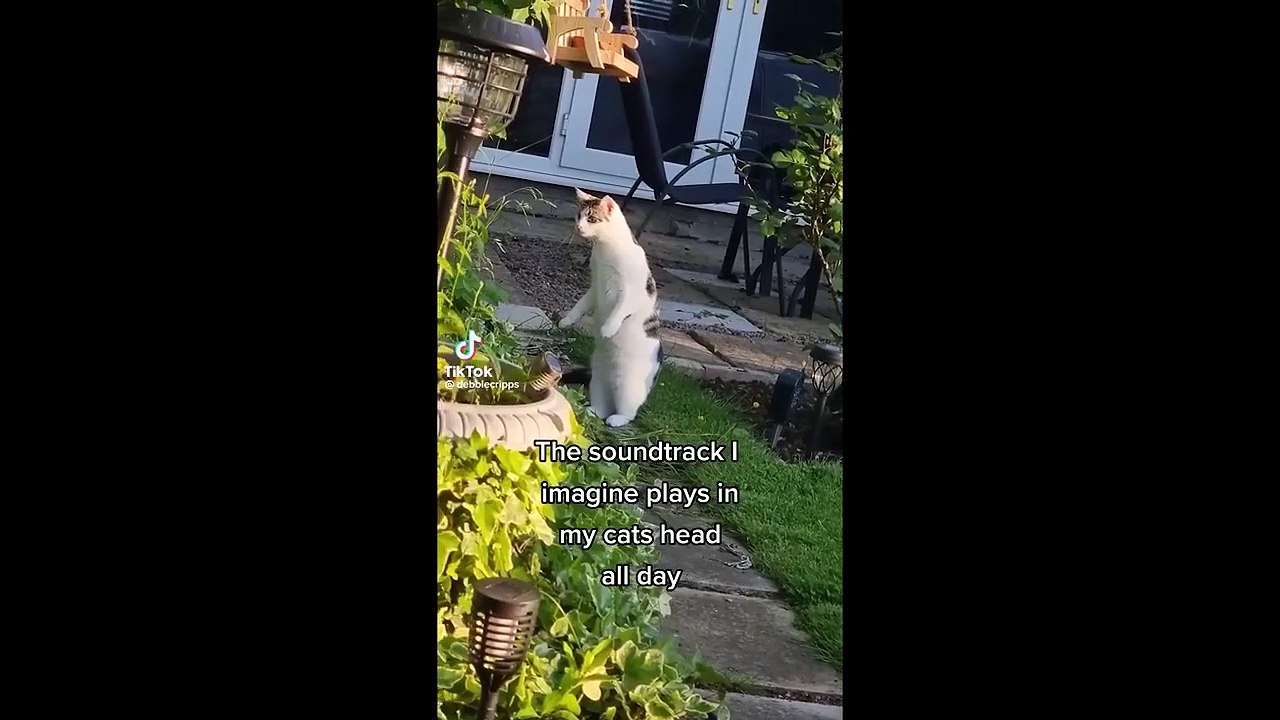 FUNNY CATS 