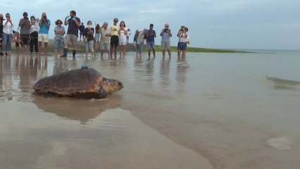 Des tortues échouées sur l'île de Ré retrouvent leur liberté