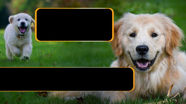 Animal Insurance... కుక్కలకు కూడా ఇన్సూరెన్స్... మీ కుక్కకి చేయించారా..? | Telugu OneIndia