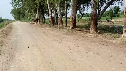 Travel berki village to Jallo village Lahore with BRB canal Lahore