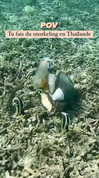 Snorkeling en Thailande