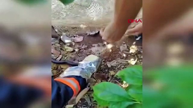 BALIK AĞINA TAKILAN YILAN KURTARILDI