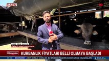 Kurbanlık fiyatları belli olmaya başladı