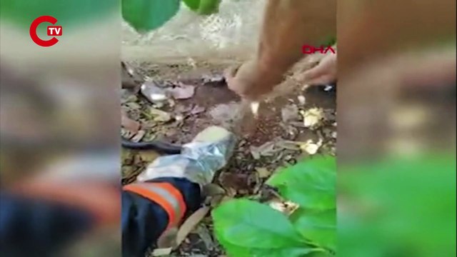 BALIK AĞINA TAKILAN YILAN KURTARILDI
