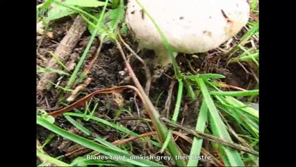 Agaricus bitorquis. English Text 3