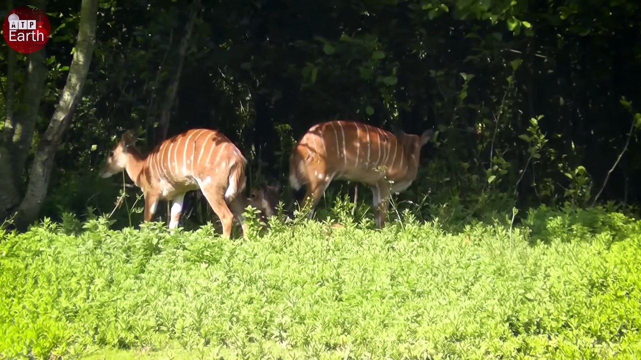 Lion Attack Nyala and Enjoy Slowly