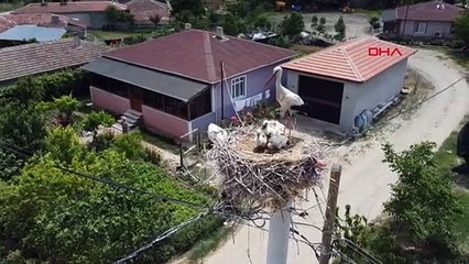 Les bébés de la cigogne pris dans la ligne à haute tension d'Edirne sont nourris par leurs pères.