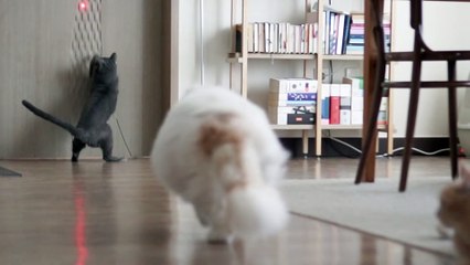 ☁️ Super Fluffy Bois (ENG SUB)