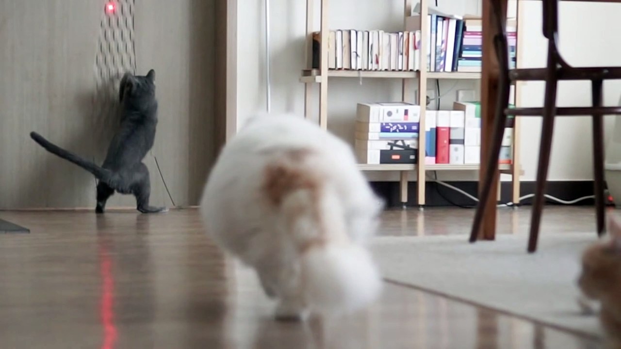 ☁️ Super Fluffy Bois (ENG SUB)