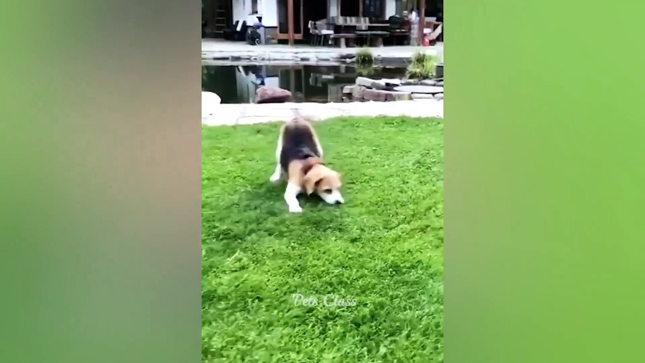 Funniest Animals 2023  Funny Cats and Dogs Videos