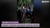 Orangutan Masuk Runway Bandara Iskandar Pangkalan Bun, Evakuasi Berjalan Dramatis