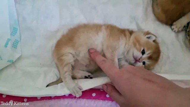 Tiny Fluffy Sausages on paws Meowing kittens