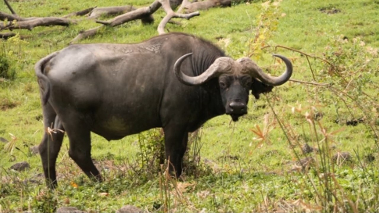 Wildgewordener Büffel randaliert in Großstadt