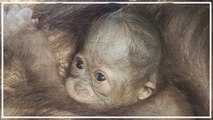 Orang-Utan-Nachwuchs für Schönbrunn