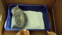 Toilet Training My #BritishShorthair kittens _ How To Litter Train a Kitten _ Potty