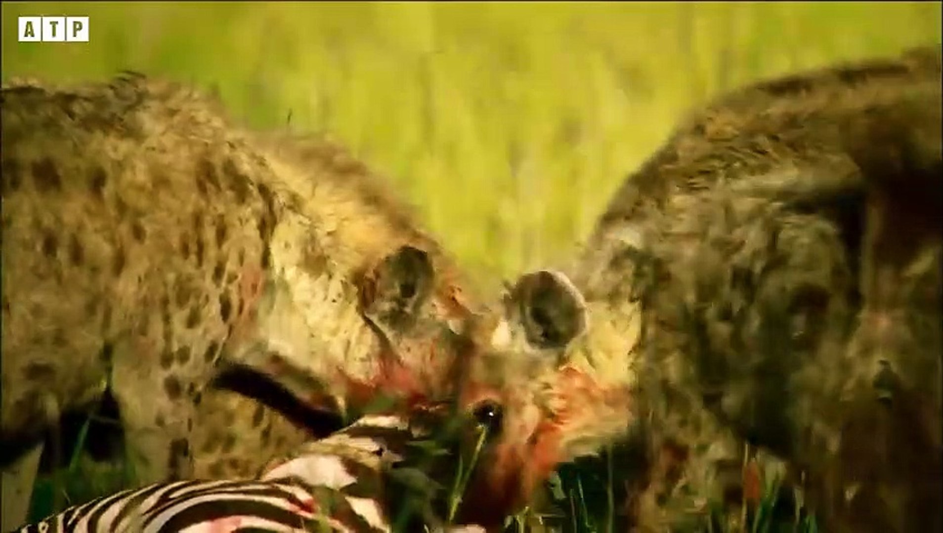 Hyenas Eating Zebras