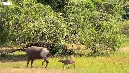 Get Food Not Easy, Mother Wildebeest Protect Her Baby - Animal Fighting   ATP Earth