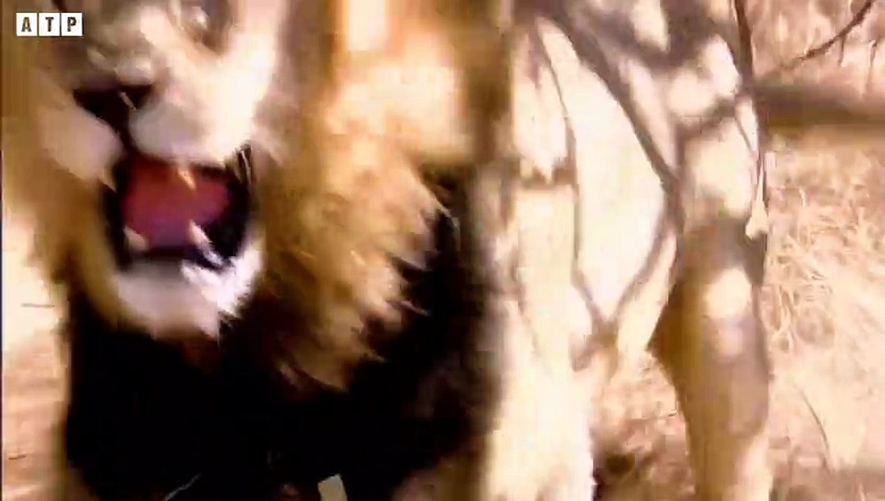 Eat Me Not Easy - Lion Attack and Eat Warthog-Zebra-Buffalo, Animal Fighting   ATP Earth