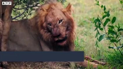 Lion vs Buffalo - Animal Fighting   ATP Earth