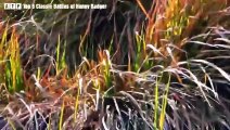 Top 5 Classic Battles of Honey Badger - Wild Animals   ATP Earth