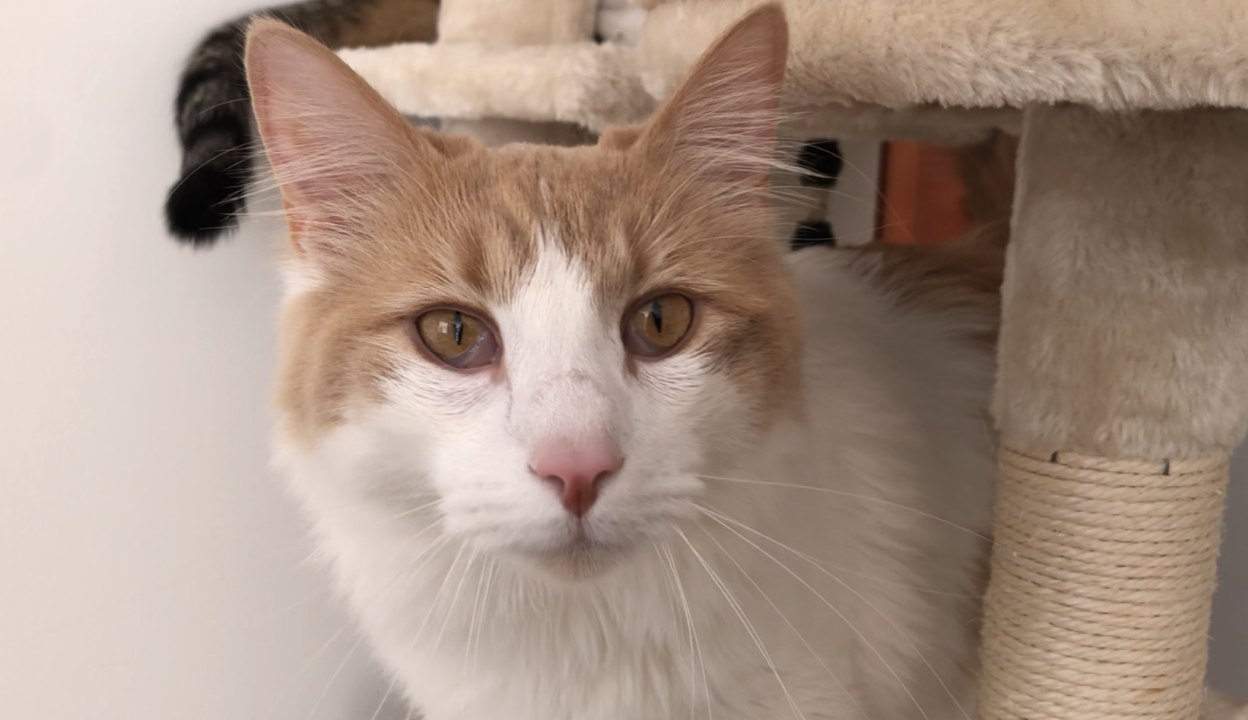 La Maison des ronrons, une nouvelle garderie pour chat à Lyon