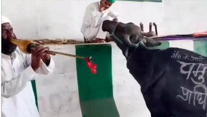 अजब-गजब: यूपी में अनोखा प्रदर्शन, भैंस आगे बजी "बीन"