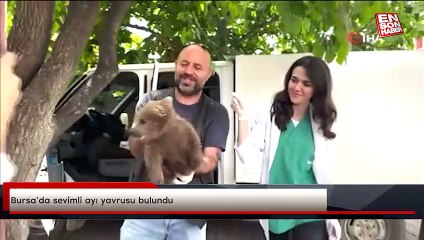 Bursa’da sevimli ayı yavrusu bulundu