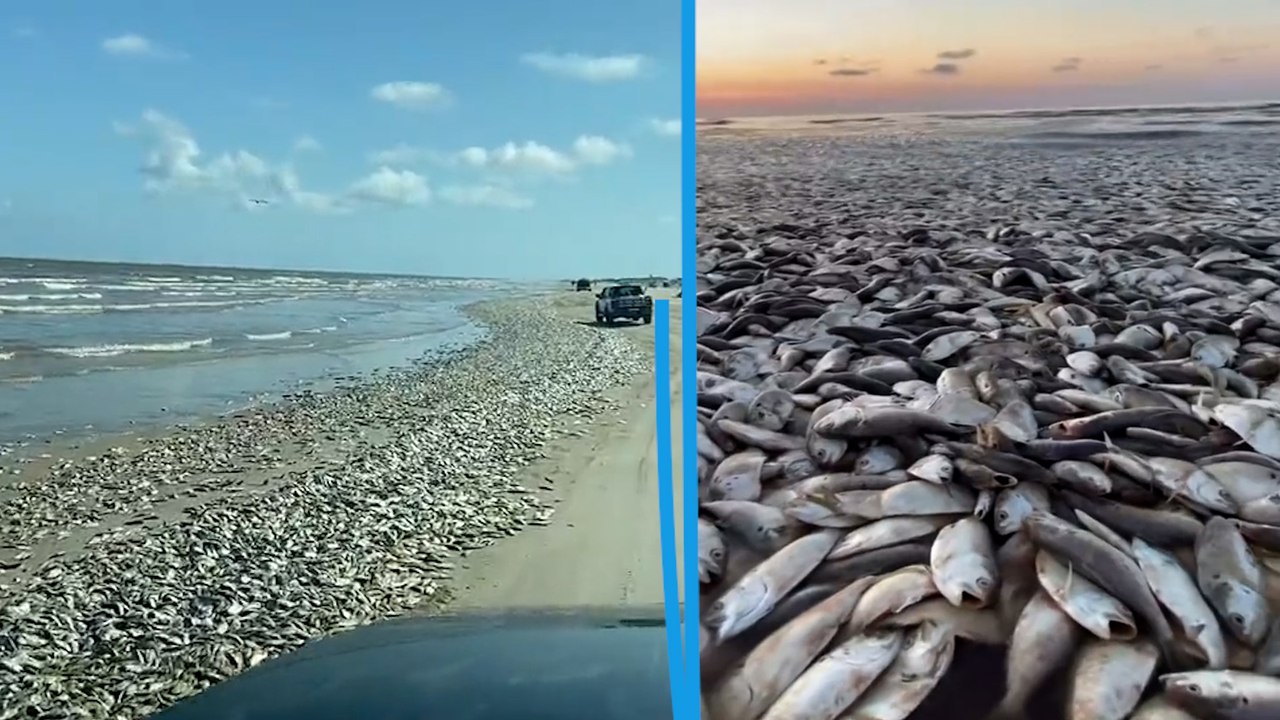 États-Unis : des milliers de poissons morts asphyxiés dans les eaux chaudes du Texas