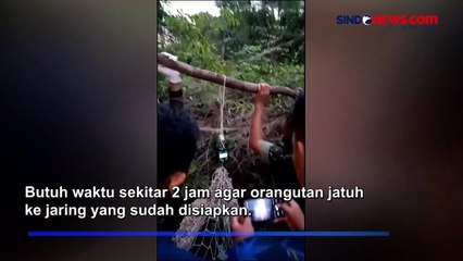 Orangutan Masuk Runway Bandara Iskandar Pangkalan Bun Terpaksa Ditembak Bius