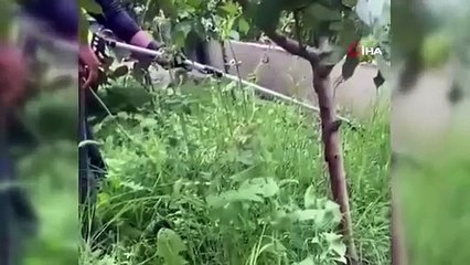 Le serpent qui est entré dans le jardin de la maison a été attrapé et relâché dans la nature.
