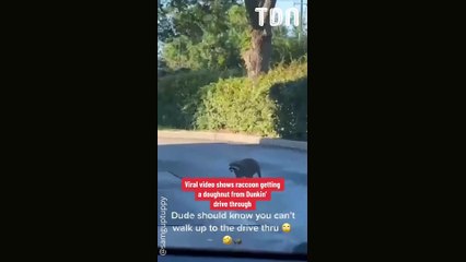 Ce raton laveur commande un donut au drive d'un fast-food