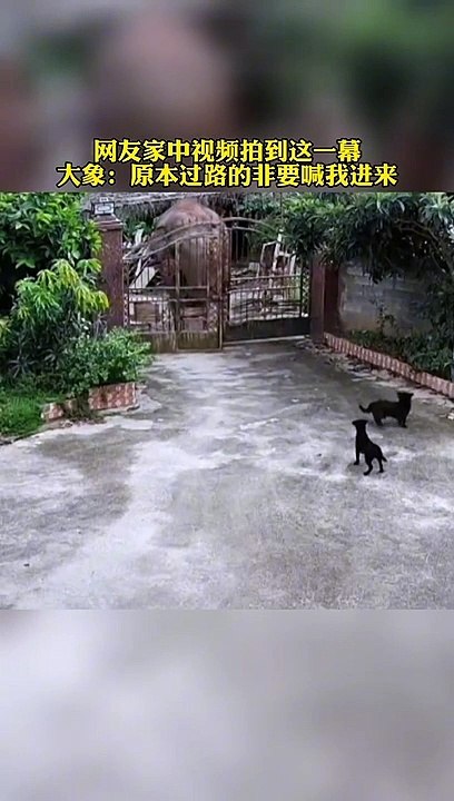 黑狗狂吠找事挑釁，野象直接衝進院子。狗狗直接嚇傻了！The dog barked defiantly，Wild elephant ran straight into the yard.