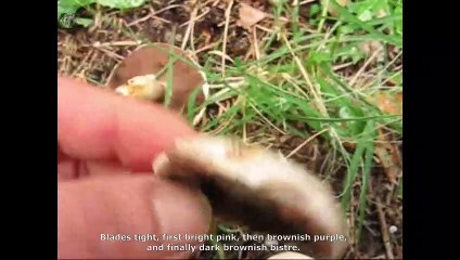 Agaricus campestris. English Text 3