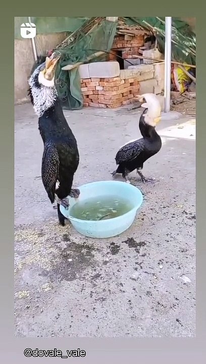 Bird gaint mouth