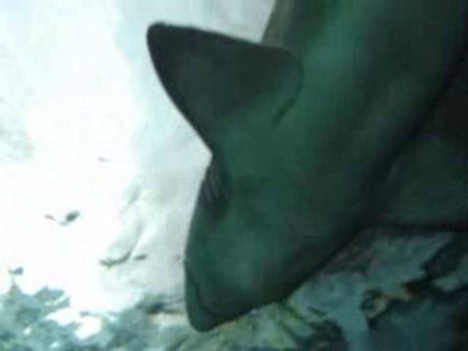 Sharks at Sydney Aquarium