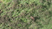 Des amateurs filment un ours dans les Pyrénées