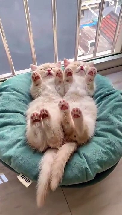 cat Cutest thing you'll see today