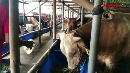Cegah Virus Lato-Lato, Pedagang Tandai Sapi Sehat dengan Barcode
