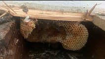 HORROR as HOMEOWNERS Discover BEEHIVE in FLOORBOARDS!