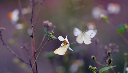 Clip di Roma: Gianluca De Micheli (oggi)